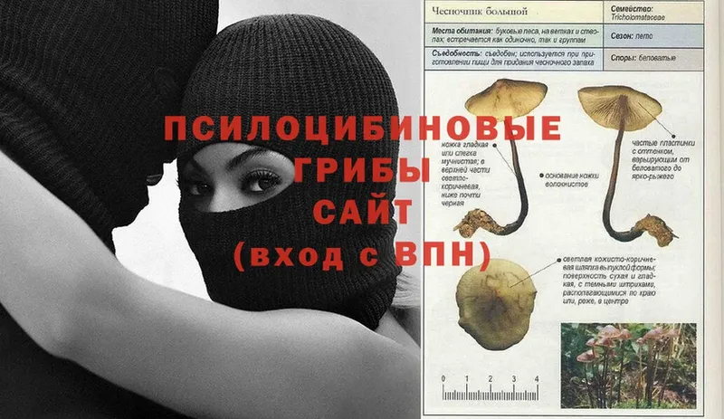 Псилоцибиновые грибы Psilocybine cubensis  Элиста 